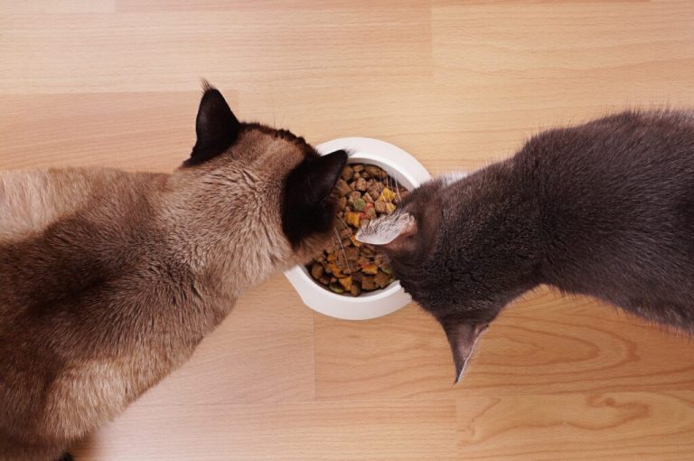 Combien de tasses de croquettes un chat doit-il manger par jour ?